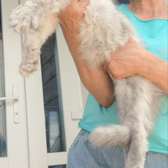 Maine Coon A Elf