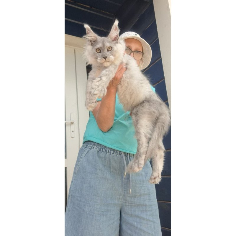 Maine Coon A Elf