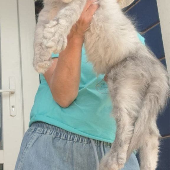 Maine Coon A Elf