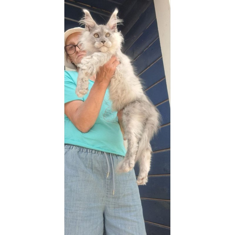 Maine Coon A Elf
