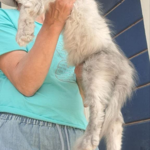 Maine Coon A Elf