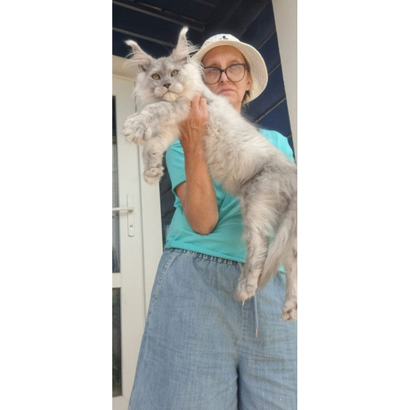 Maine Coon A Elf