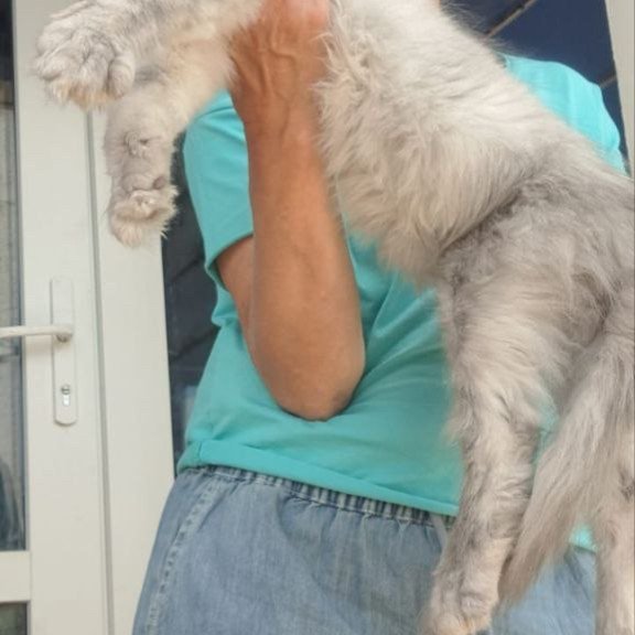 Maine Coon A Elf