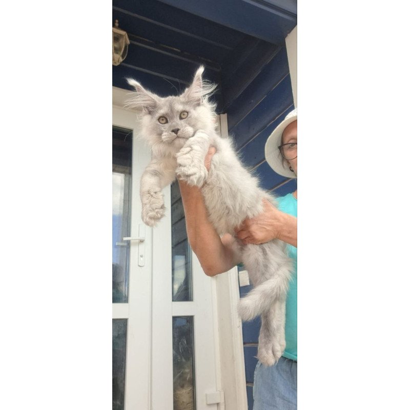 Maine Coon A Elf