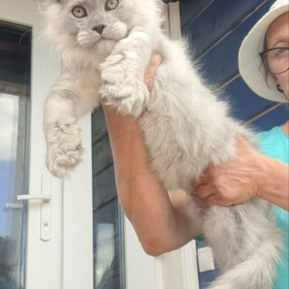 Maine Coon A Elf