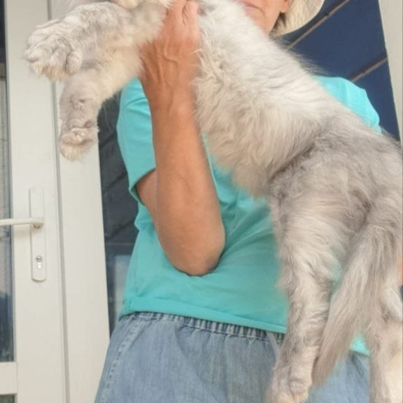 Maine Coon A Elf