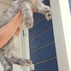 Maine Coon A Elvis