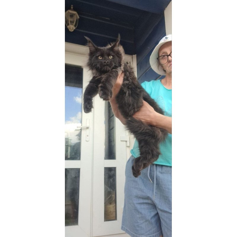 Maine Coon A Elba