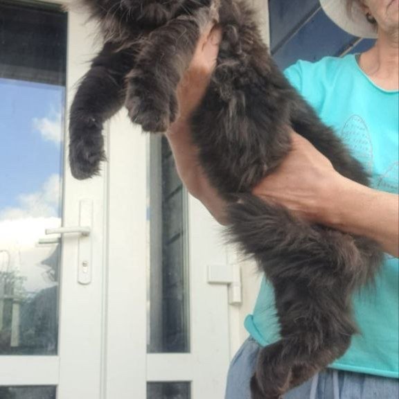 Maine Coon A Elba