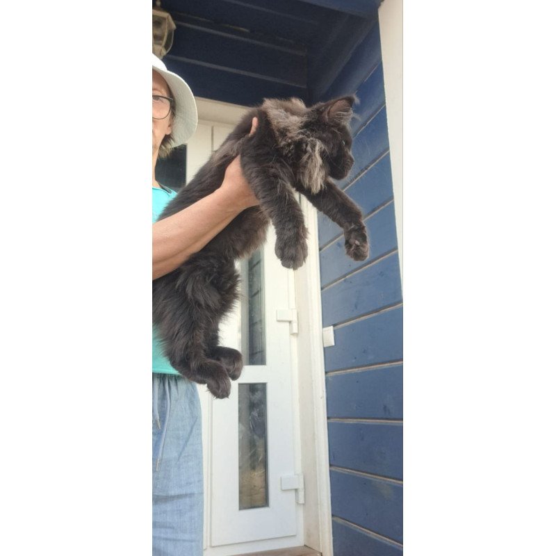 Maine Coon A Elba