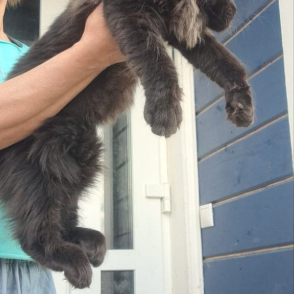 Maine Coon A Elba