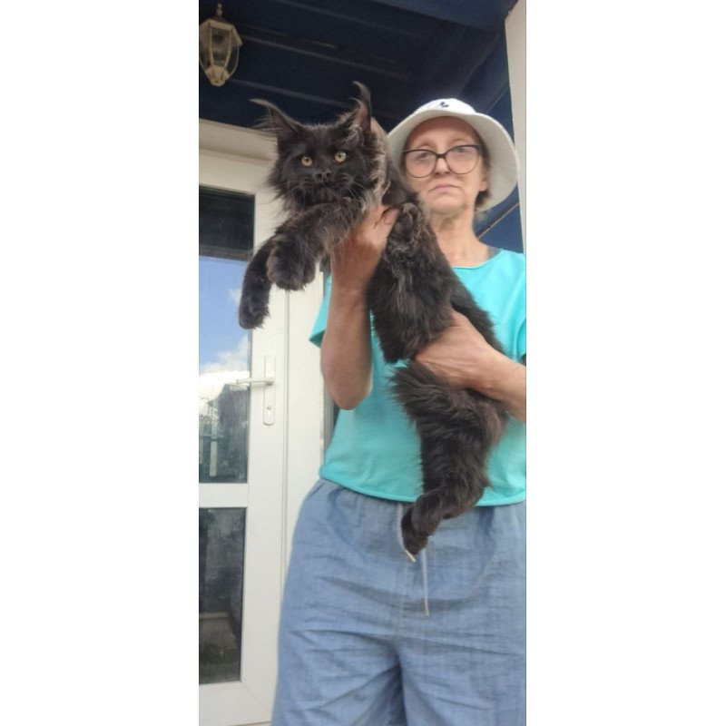 Maine Coon A Elba