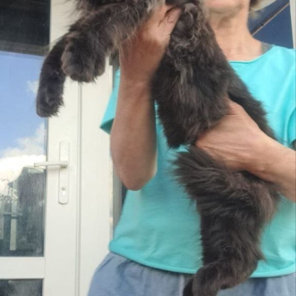 Maine Coon A Elba
