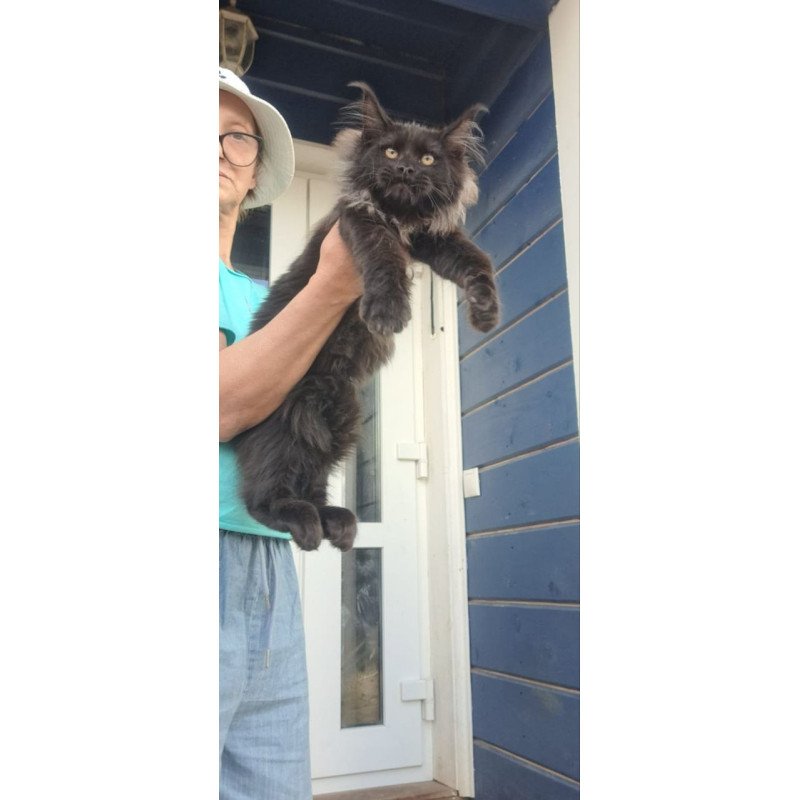 Maine Coon A Elba