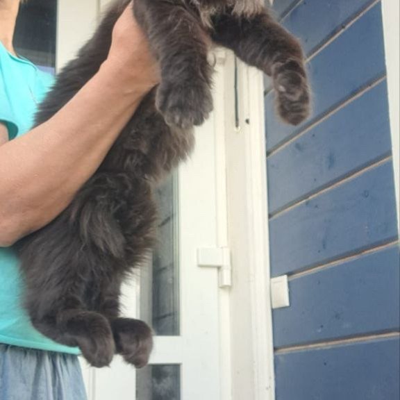 Maine Coon A Elba