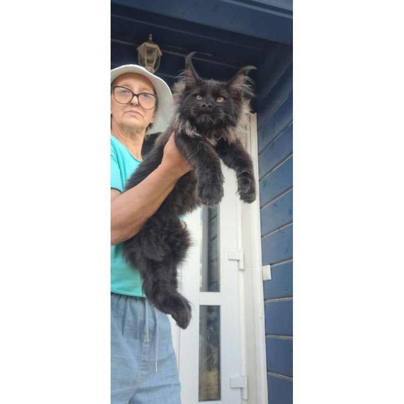 Maine Coon A Elba
