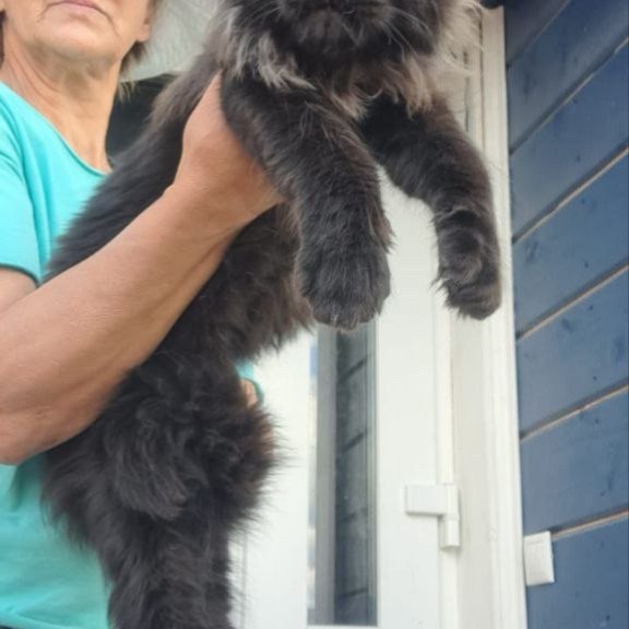Maine Coon A Elba