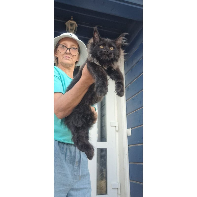 Maine Coon A Elba