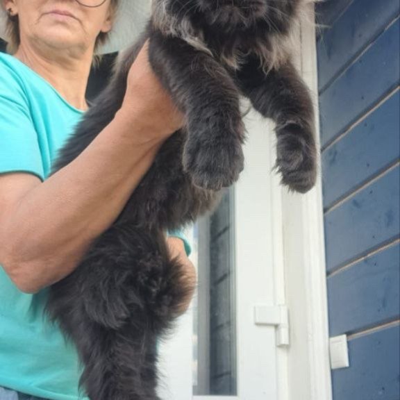 Maine Coon A Elba