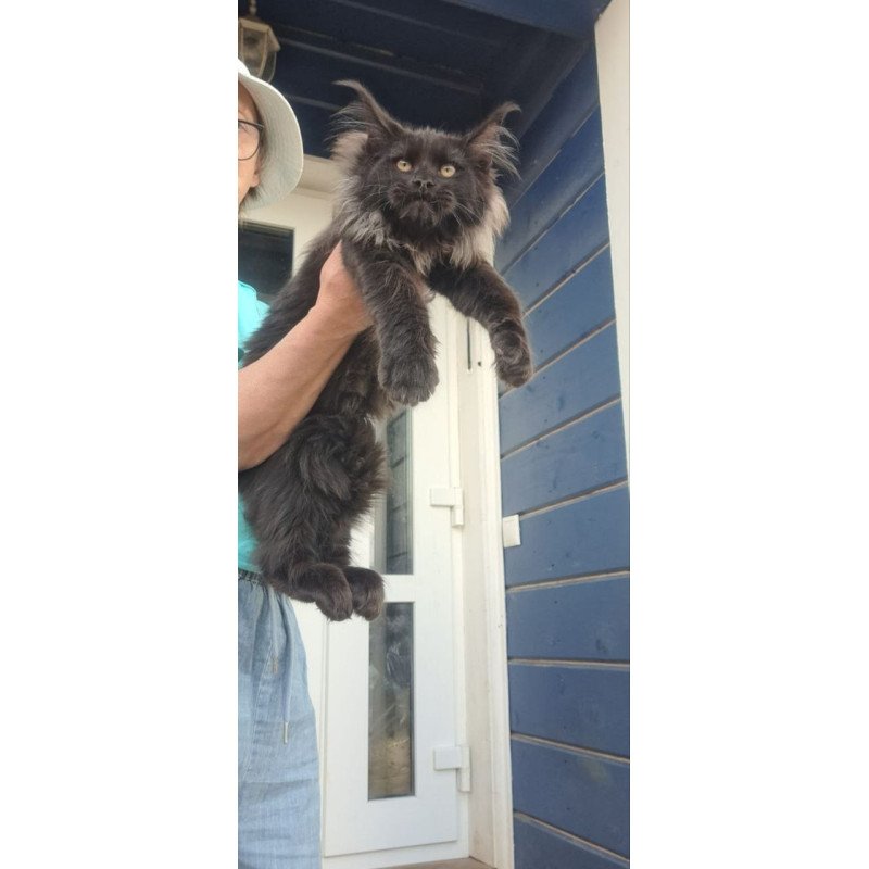 Maine Coon A Elba