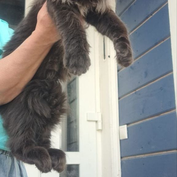 Maine Coon A Elba