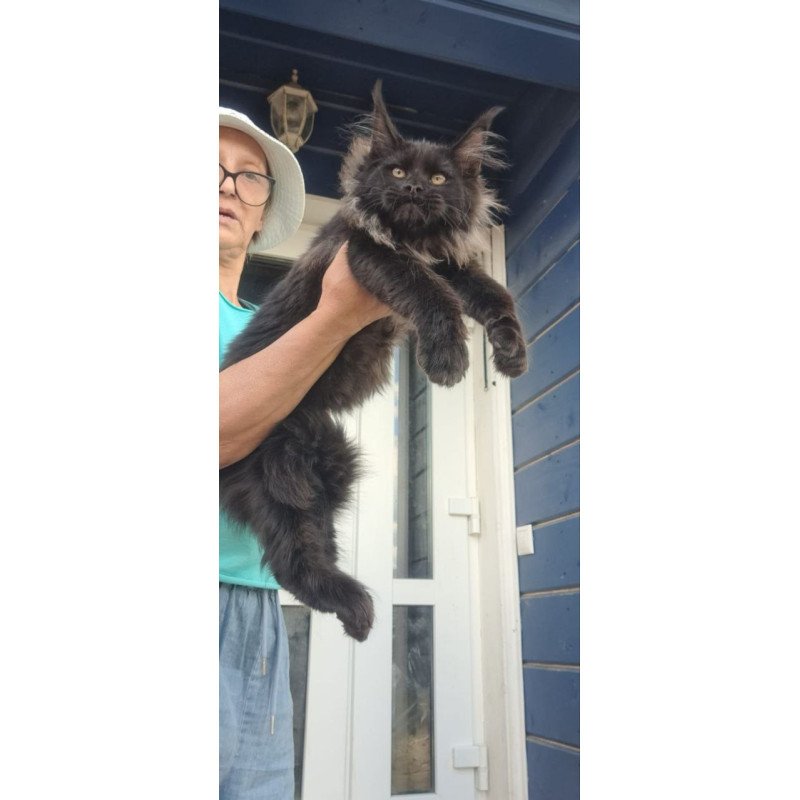 Maine Coon A Elba