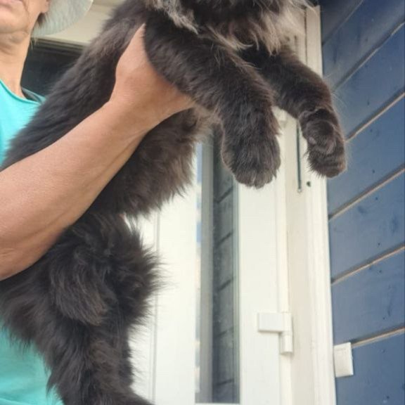 Maine Coon A Elba