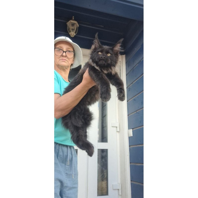 Maine Coon A Elba