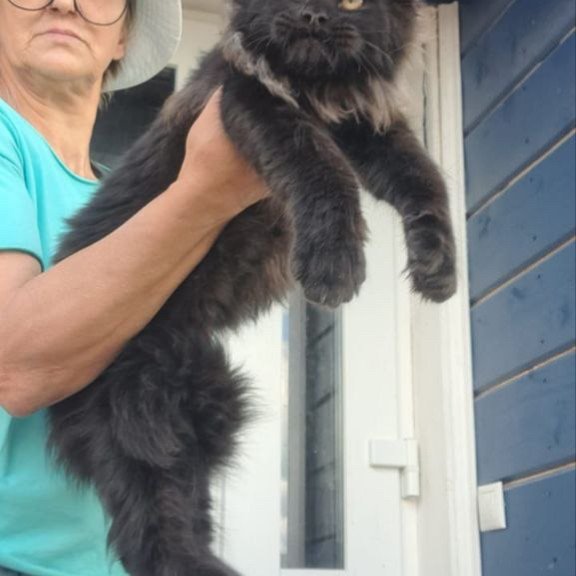 Maine Coon A Elba