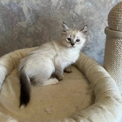 Siberian REZ Kasper