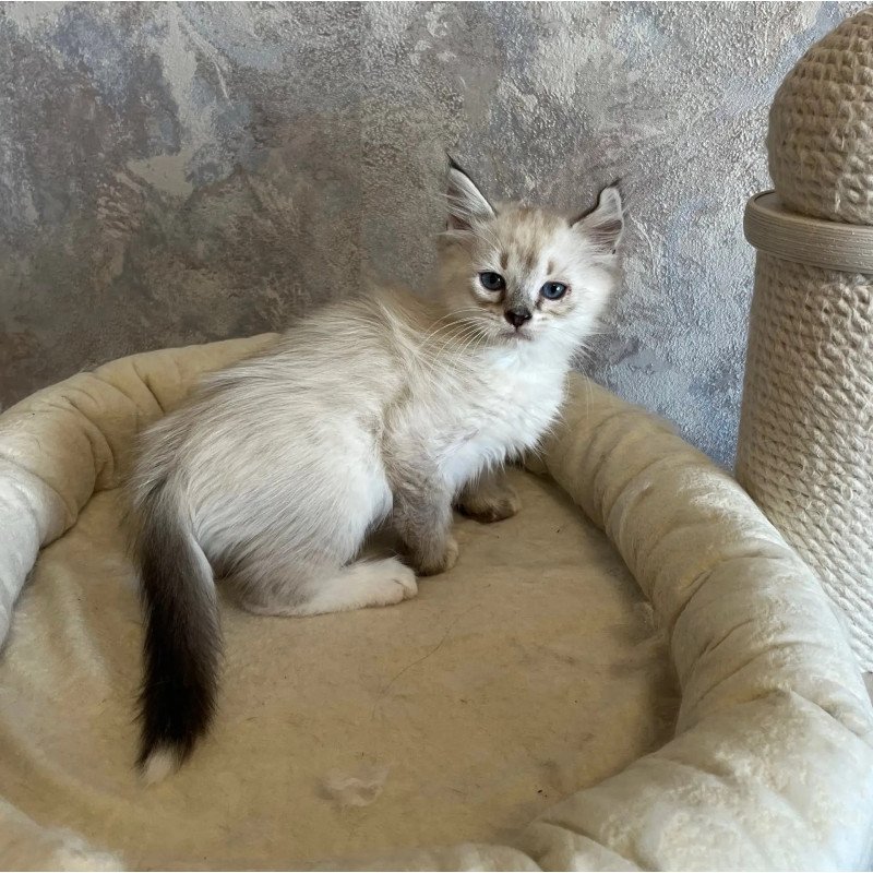 Siberian REZ Kasper