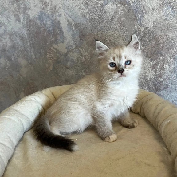 Siberian REZ Kasper