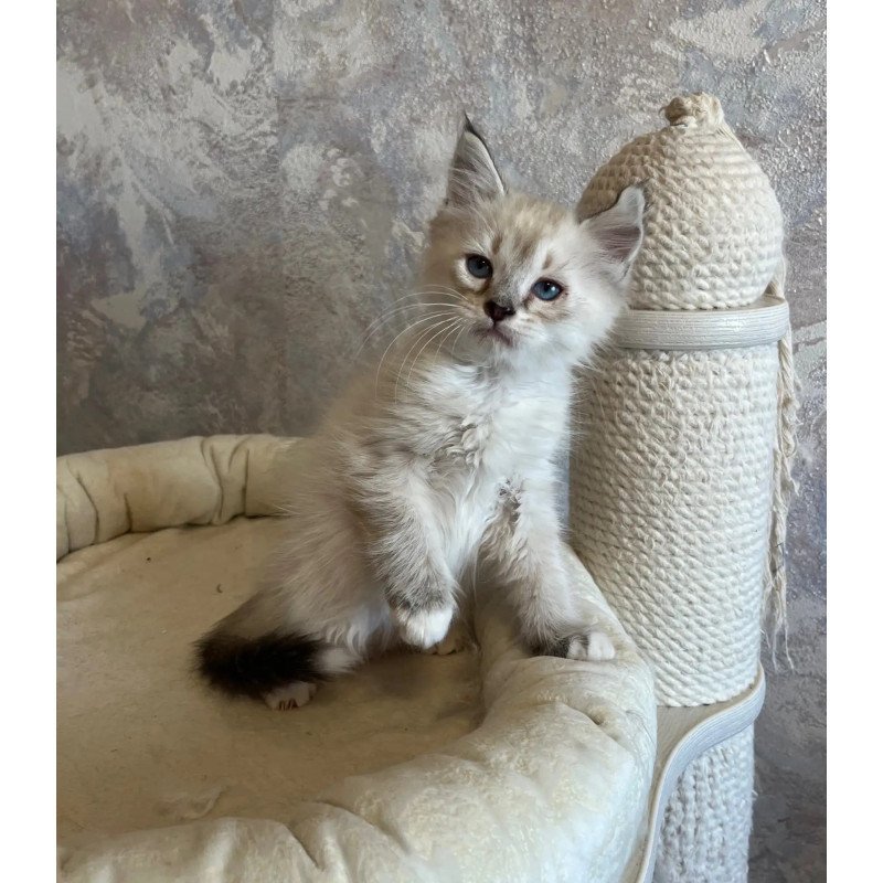 Siberian REZ Kasper