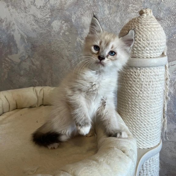 Siberian REZ Kasper