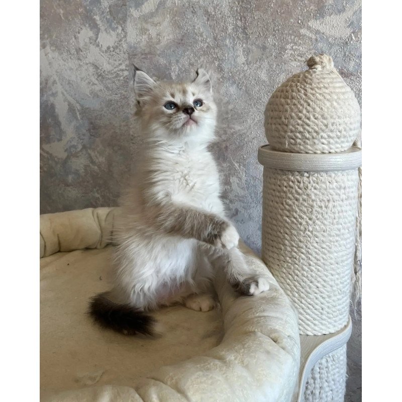 Siberian REZ Kasper