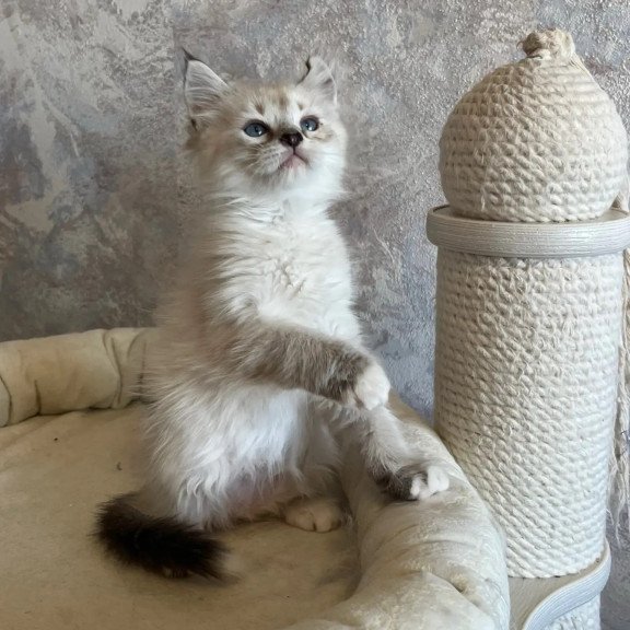 Siberian REZ Kasper