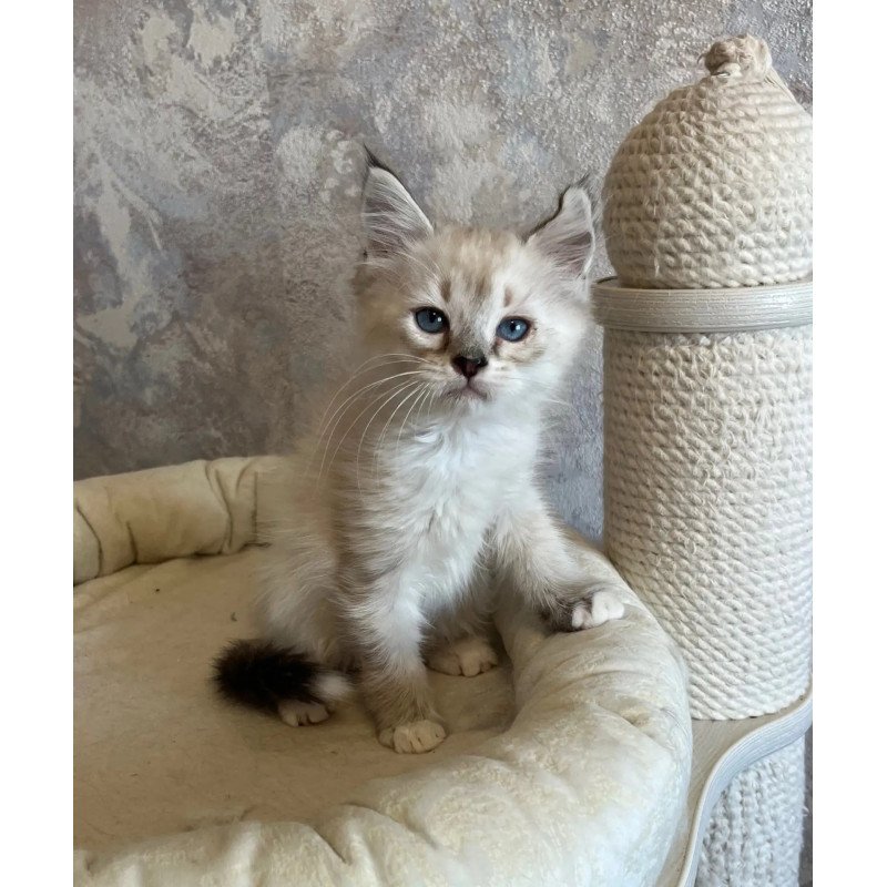 Siberian REZ Kasper