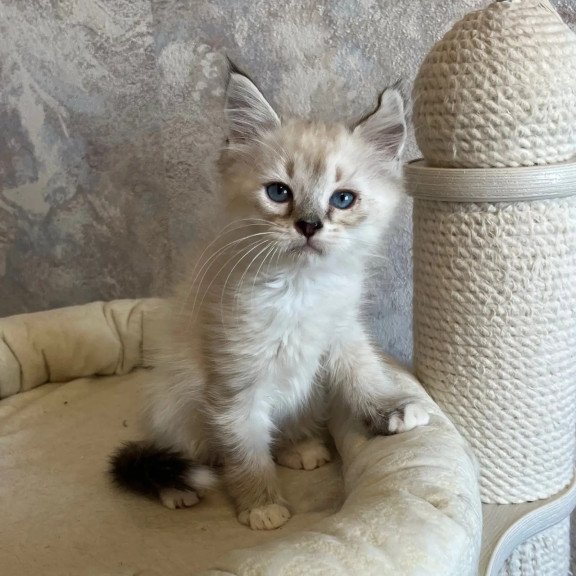 Siberian REZ Kasper