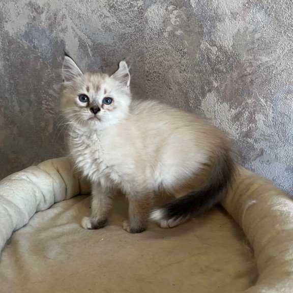 Siberian REZ Kasper