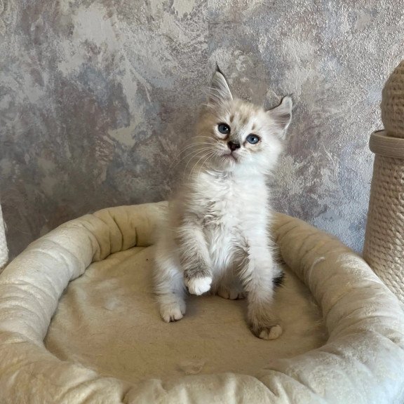 Siberian REZ Kasper