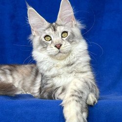 Maine Coon NOV Cassiopeia