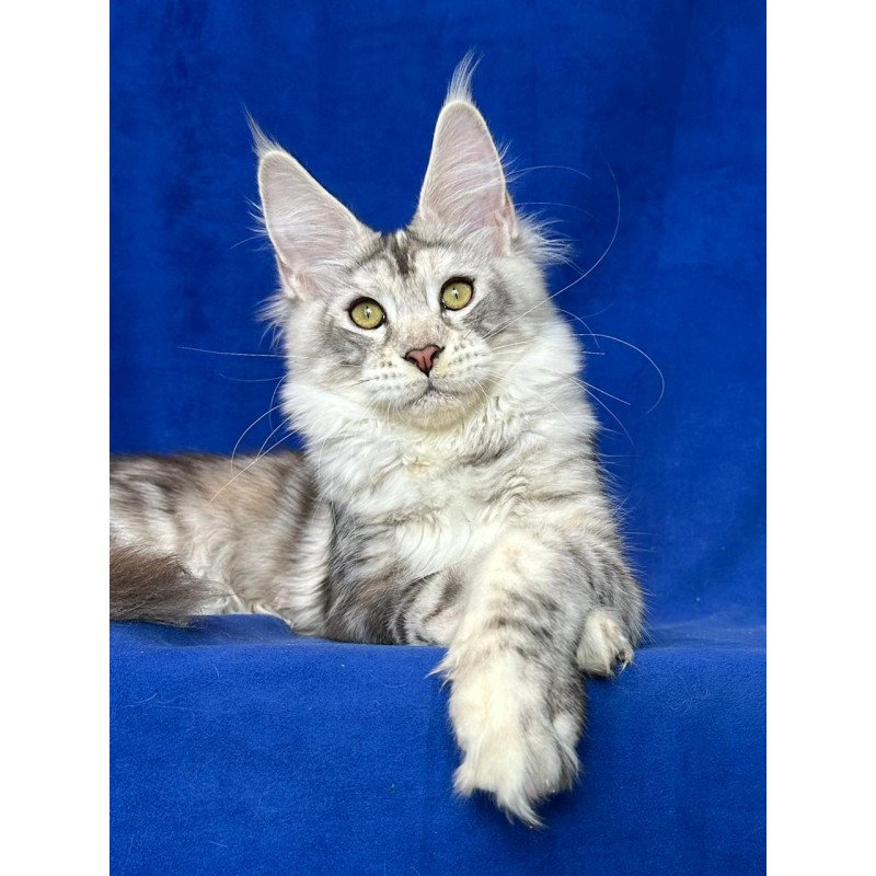 Maine Coon NOV Cassiopeia