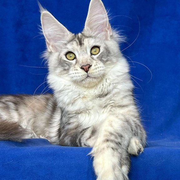 Maine Coon NOV Cassiopeia