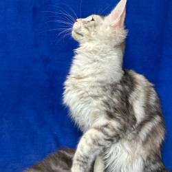 Maine Coon NOV Cassiopeia