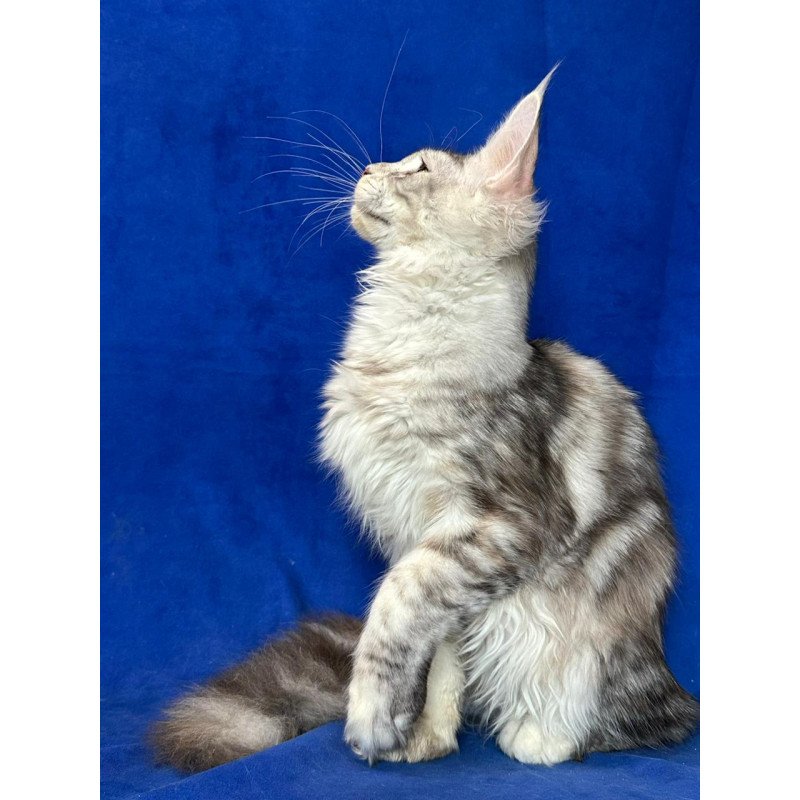 Maine Coon NOV Cassiopeia