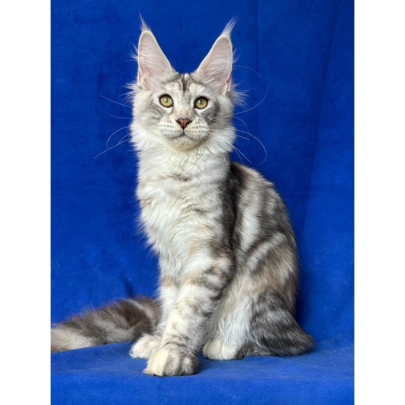 Maine Coon NOV Cassiopeia