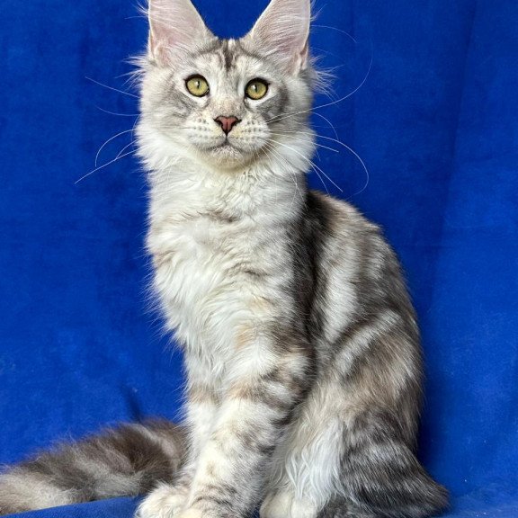 Maine Coon NOV Cassiopeia