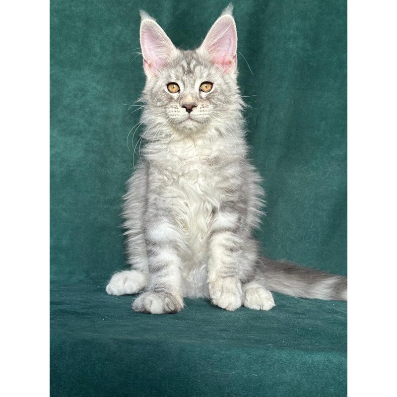 Maine Coon NOV Enzo