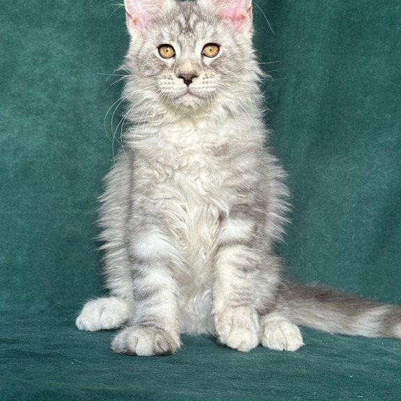 Maine Coon NOV Enzo