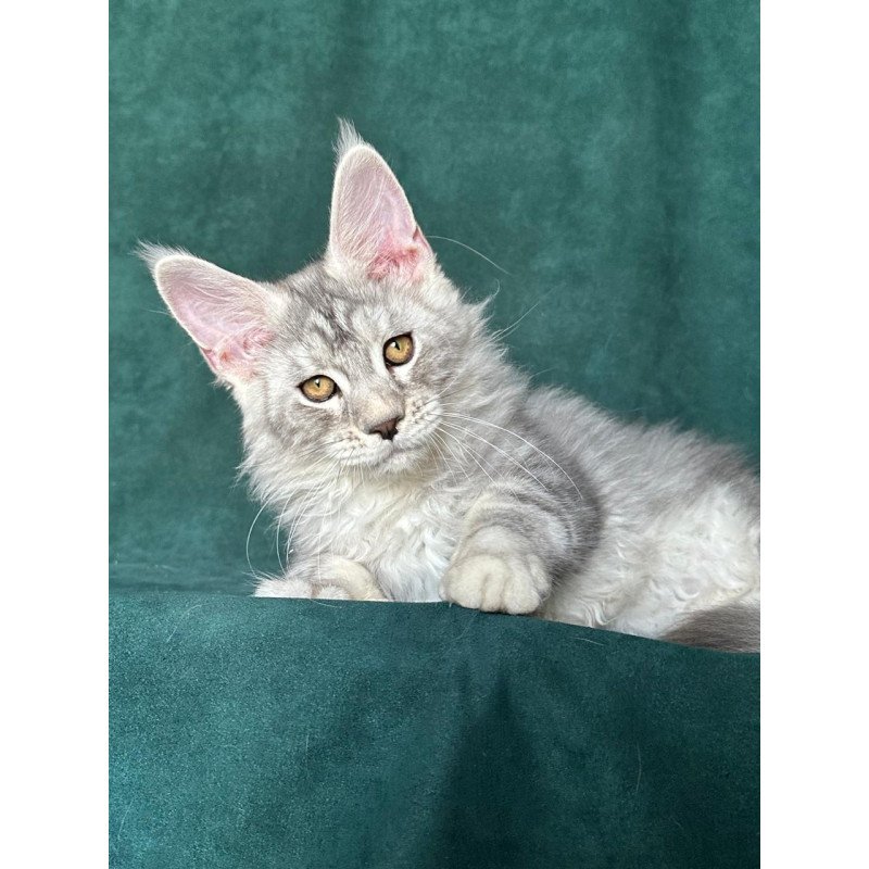 Maine Coon NOV Enzo
